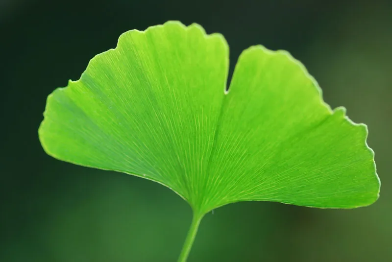 Ginkgoblatt